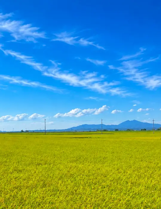 美浦村の風景